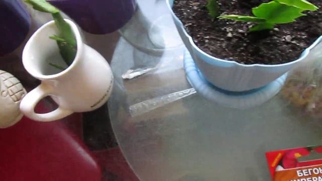Комнатные растения. Купила декабристы, посеяла бегонии.. смотреть онлайн