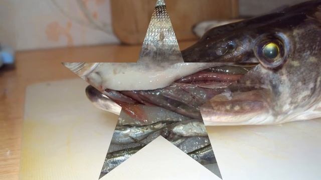 Щука и чем она питается фото с музыкой Fishing смотреть онлайн