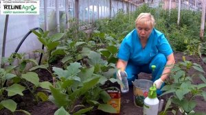 Борьба с вредителями народными средствами. Выращивание баклажанов.