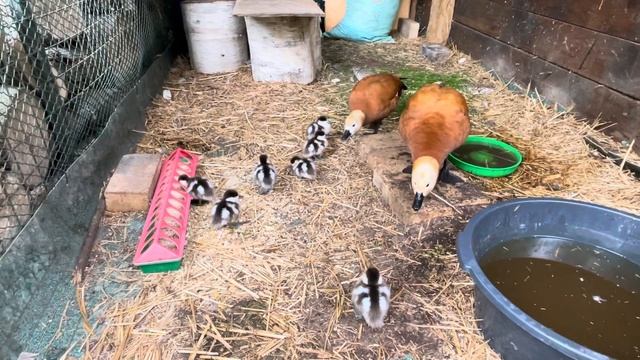 Ruddy Shelduck. Красная утка Огарь. Забота о птенцах смотреть онлайн