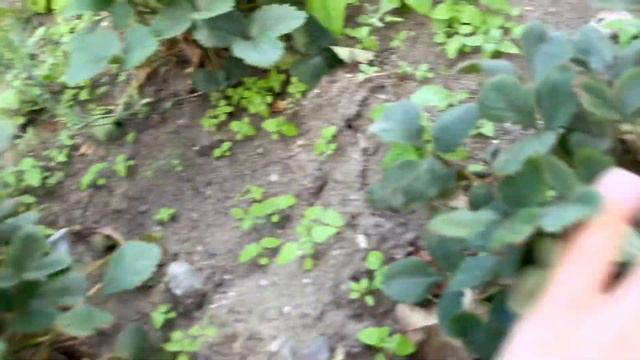 Семейные каникулы. Родительский дом. Счастливая жизнь. смотреть онлайн