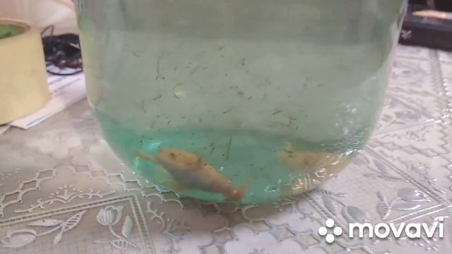 через какое время меняю воду у лягушек ? #шпорцеваялягушка смотреть онлайн