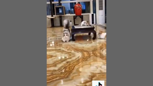 funny animals videos 2022 смотреть онлайн