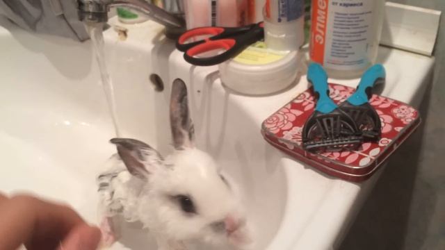 Кролик моется в раковине, прикол 2015 смотреть онлайн