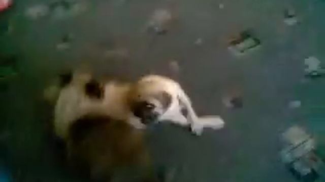 СОБАКА ПРОТИВ КОТА НЕ ПОЖЕЛЕЕТЕ) смотреть онлайн