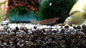 Креветки вишня - немного о содержании, кормлении и размножении