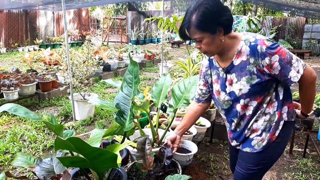 GARDEN EXTENSION UPDATE. смотреть онлайн