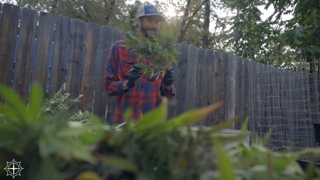 Grown Rogue harvest 2020 смотреть онлайн