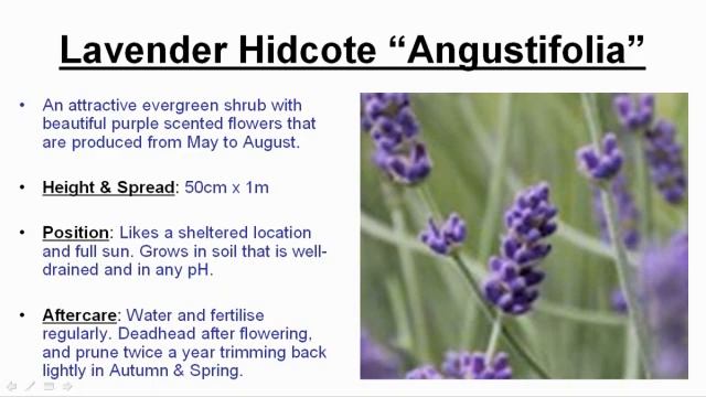 How To Grow Lavender "Hidcote" The EASY WAY смотреть онлайн