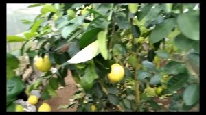 Теплица термос без отопления - Эксперимент часть первая ноябрь