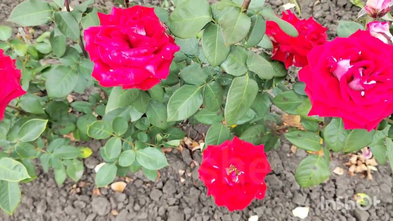 супер классные сорта роз из Питомника Rose Bushes с описанием характеристик смотреть онлайн