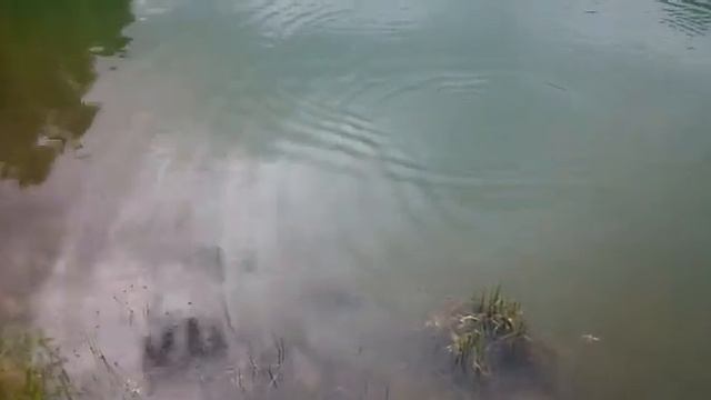 Ловля зеркального карпа на поплавочную оснастку смотреть онлайн