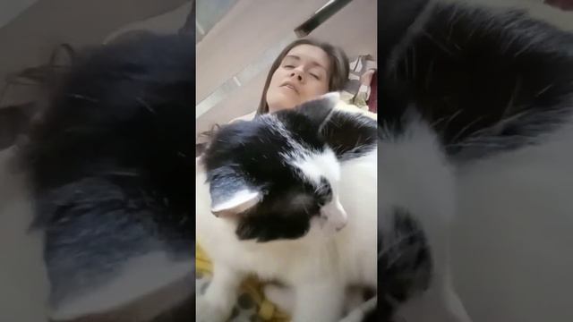 Утренняя тусовка кошек Пуша, Амури и Сластена. Петербург. Приют смотреть онлайн