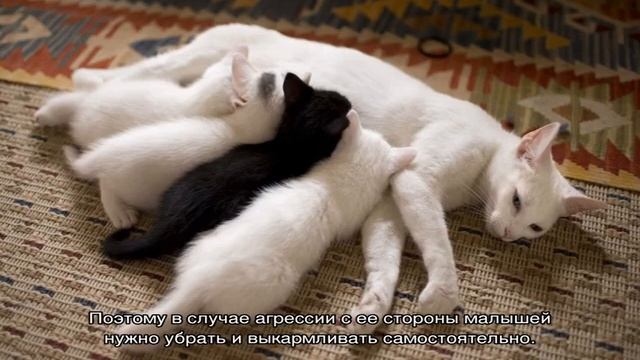 Почему кошка ест своих котят: естественные и патологические причины смотреть онлайн