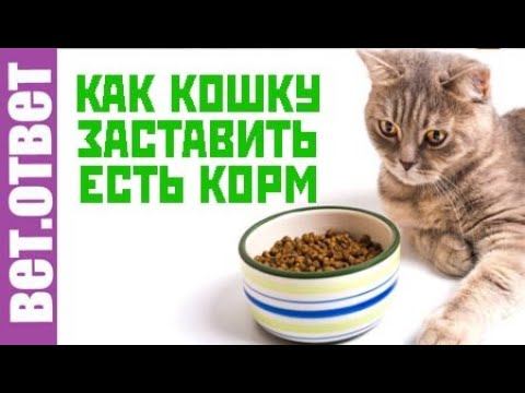 Как кошку заставить пить воду и есть лечебный корм. смотреть онлайн