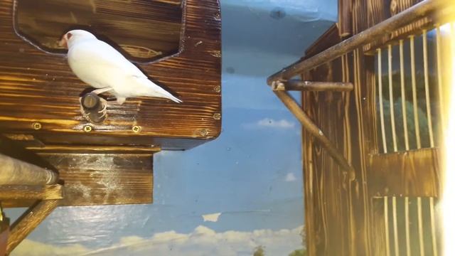 Рисовка все-таки да снесла яйцо смотреть онлайн