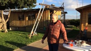 Как приучить голубей к дому?