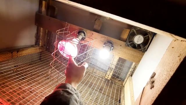 брудер для бройлеров. на 20 цыплят смотреть онлайн