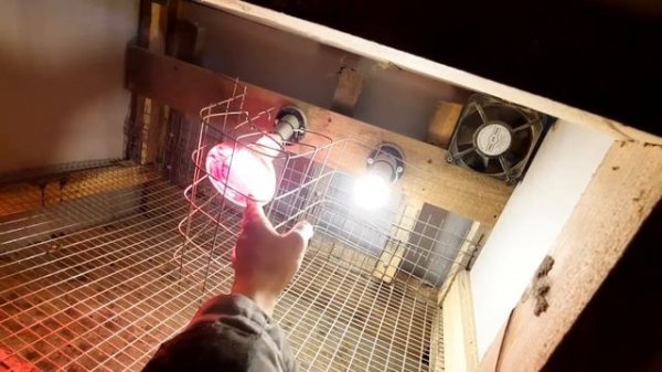 брудер для бройлеров. на 20 цыплят