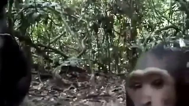 Приколы ! Обезьяна фотомодель смотреть онлайн