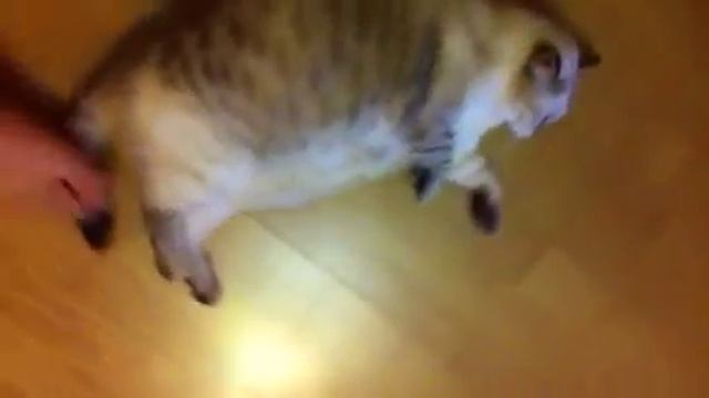 Наша кошка смотреть онлайн