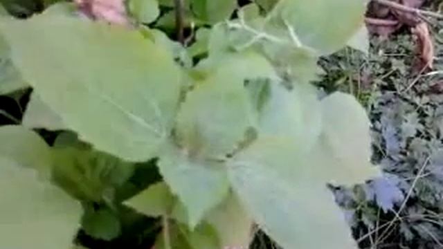 Mangez Des Plantes Sauvages - Le Galinsoga Cilié
