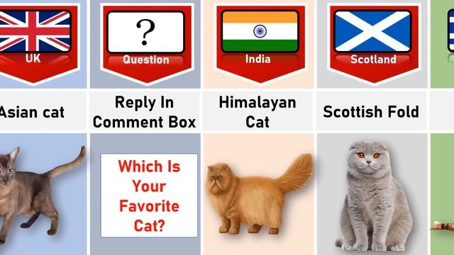 Cat From Different Countries | Top Cat Breeds | Different Types of Cat смотреть онлайн