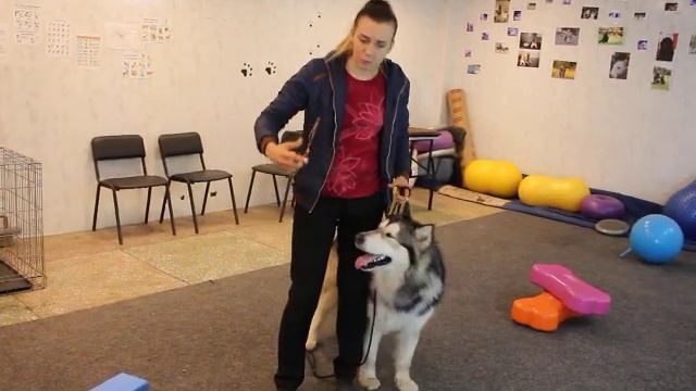 Хендлинг маламута и хаски. Как правильно ринговать маламута. Подготовка к выставке маламута