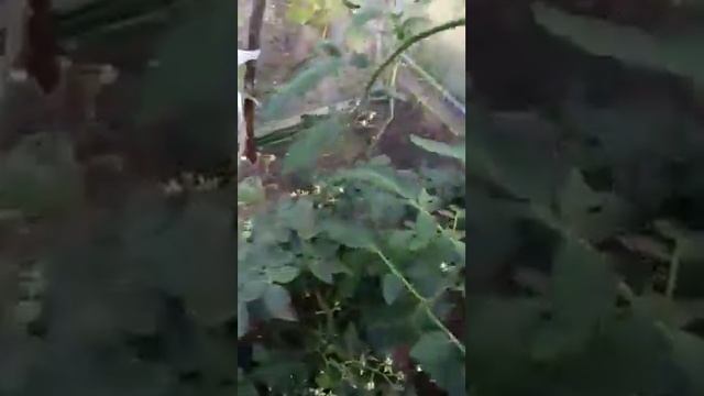 Помидоры в Ленинградской области 2018. смотреть онлайн