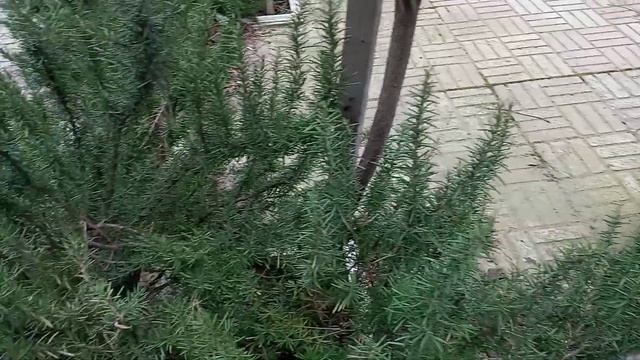 Розмарин. Польза и выращивание.