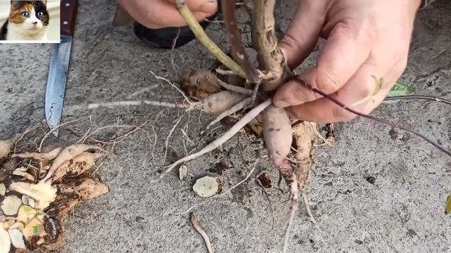 Когда выкапывать георгины осенью на зиму и как сохранить до весны смотреть онлайн