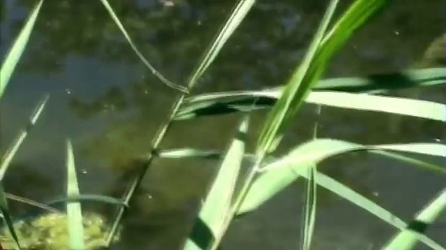 Рыбалка на линя. Линь на удочку смотреть онлайн