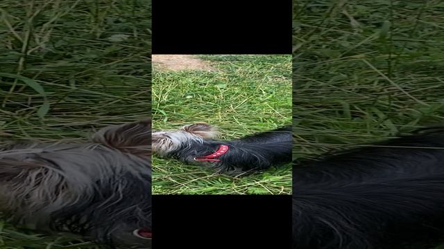 Гефсиманские гуси и бедный йорик