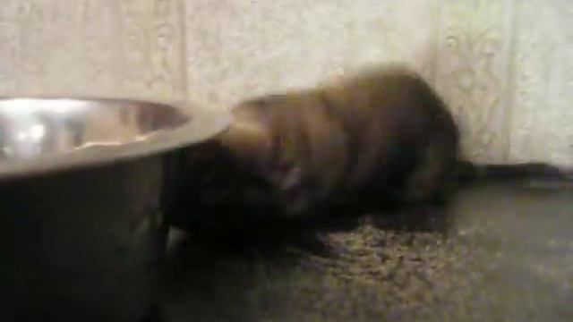 Чаки купается в песке смотреть онлайн