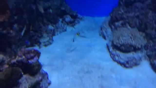Плавание рыбы в замедленной съемке смотреть онлайн