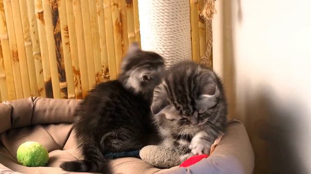 Британским котятам 5 недель(2) http://gala-cat.ru смотреть онлайн