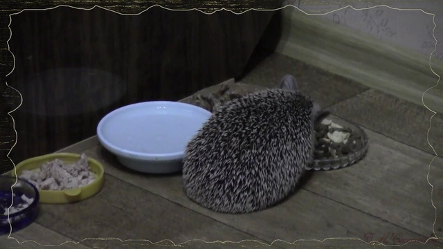 #10 серия жизнь ежика в неволе. смотреть онлайн