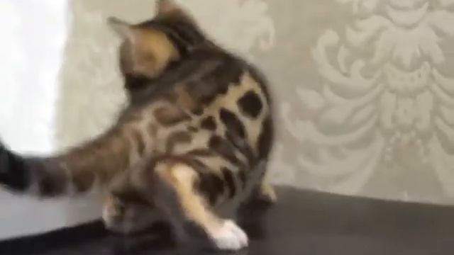 ОДЕССКИЙ ПИТОМНИК БЕНГАЛЬСКИХ КОШЕК A-DESA DIAMOND(male #4)