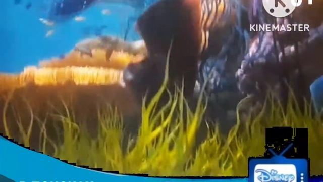 В Поисках немо Только на Канале Disney смотреть онлайн