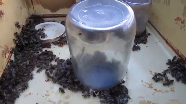 июнь на пасеке - я не открываю сетчатое дно в улье ППУ летом, а делаю улей термос для пчел