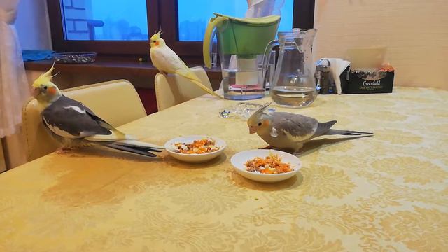 Кореллы Лютик, Пикси и Пепси / Paigle, Pixie and Pepsi the cockatiels смотреть онлайн