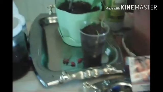 Выращивание овощей без проблем! Советы по рассаде и др... смотреть онлайн