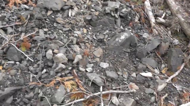 Fossil Hunting in Fernie British Columbia for plant fossils on my way back from Titanites ammonite смотреть онлайн
