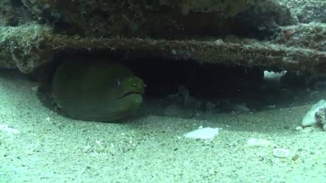 Moray Eel facts: find out why they do the weird mouth thing | Animal Fact Files смотреть онлайн