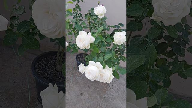 Highly scented HT Rose Pierre Arditi long lasting flower. смотреть онлайн