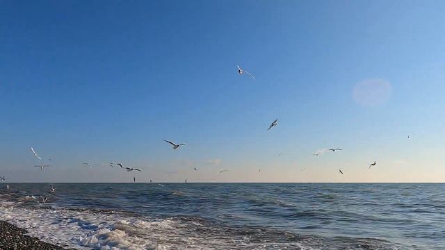 Лазаревское ,море ,чайки. Март 2022г. ?ЛАЗАРЕВСКОЕ СЕГОДНЯ?СОЧИ. смотреть онлайн