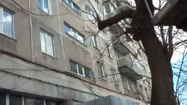 Кошку снимают с дерева смотреть онлайн