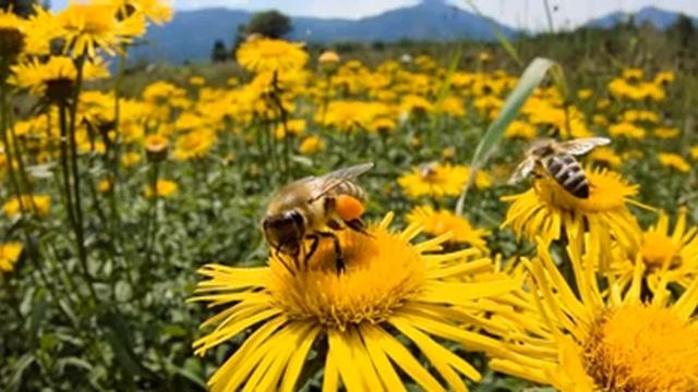 Мед із кишені Сухомлинський Сказки на ночь Казки на ніч смотреть онлайн