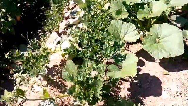 Мой огород в августе. смотреть онлайн