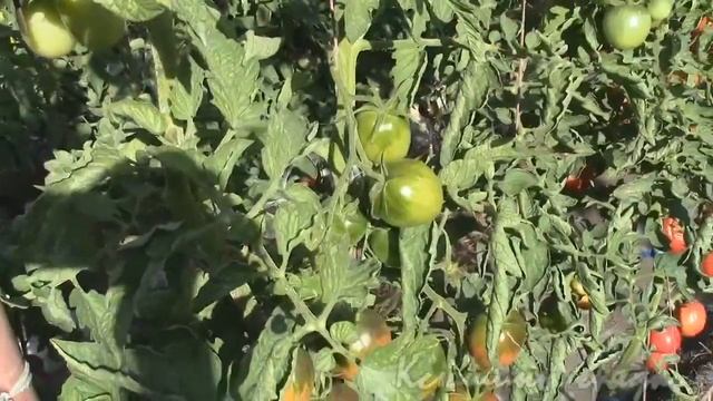 Томаты Японское дерево и Атомный виноград Бреда смотреть онлайн